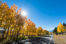 John D. Rockefeller Jr. Parkway (Highway 89) mit Espen im Herbstlaub, Grand Teton Nationalpark