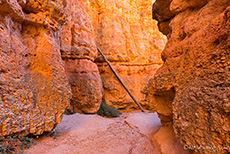 Mitten drin, Bryce Canyon Nationalpark