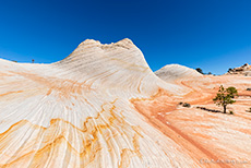 und wieder tolle Formen und Farben im Sandstein, White Domes (Canaan Mountain), Utah