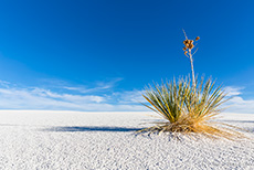 Der Klassiker im White Sands National Monument