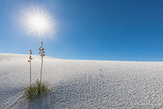 Seifen-Palmlilie, White Sands National Monument