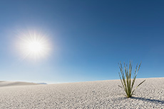 Seifen-Palmlilie, White Sands National Monument