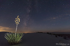 Seifen-Palmlilie mit Milchstraße, White Sands National Monument
