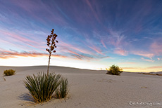 Seifen-Palmlilie in der Dämmerung, White Sands National Monument